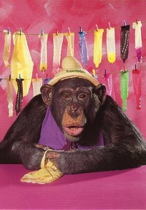 ポストカード カラー写真 チンパンジー