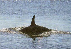 Postcard Killer Whale