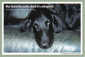 ポストカード カラー写真 犬「僕のお気に入りのソファ。僕だけのもの」