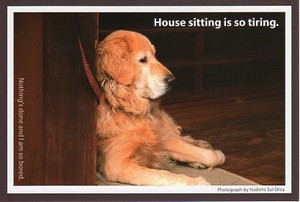 ポストカード カラー写真 犬「お留守番は疲れるよ」