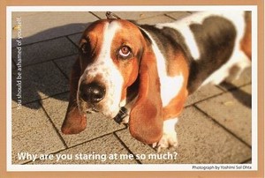 ポストカード カラー写真 犬「どうして僕のことを、そんなに見つめるの？」