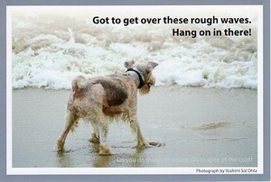 ポストカード カラー写真 犬「荒波を超えていこう、やってやるぜ！」