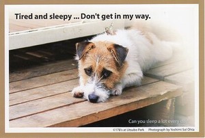 ポストカード カラー写真 犬「疲れたあ、眠たい…邪魔しないで」