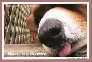 ポストカード カラー写真 犬「大好き、もっと遊ぼうよ」