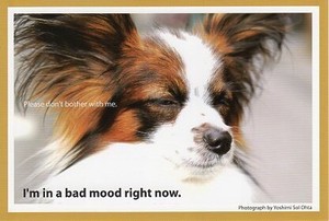 ポストカード カラー写真 犬「今、最悪の気分」