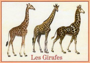 Postcard Series Giraffe