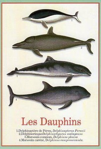 明信片 系列 海豚