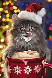 ミニカード クリスマス「大忙しの猫サンタシリーズ」メッセージカード