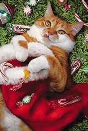 ミニカード クリスマス「飴を配る猫サンタシリーズ」メッセージカード