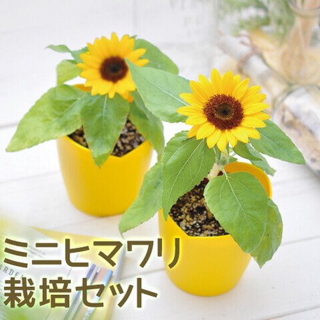 西川寧著作集第7巻 ミニヒマワリ栽培セット Gd 753の商品ページ
