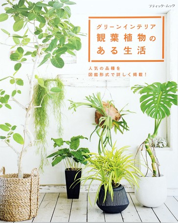 グリーンインテリア 観葉植物のある生活 園芸 植物 Diy の商品ページ 卸 仕入れサイト スーパーデリバリー