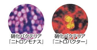 水作スペースパワーフィットプラスバイオろ材セット 飼育用水槽用品 ろ材 の商品ページ 卸 仕入れサイト スーパーデリバリー 水作スペースパワーフィットプラスバイオろ材セット 飼育用水槽用品 ろ材 の商品ページ 卸 仕入れサイト スーパーデリバリー