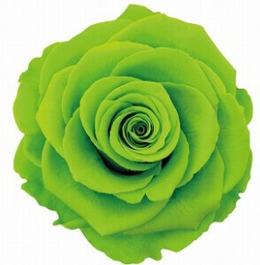 Ar リンダ 1輪1108 70 ライムグリーン 薔薇 バラ プリザーブドフラワー の商品ページ 卸 仕入れサイト スーパーデリバリー