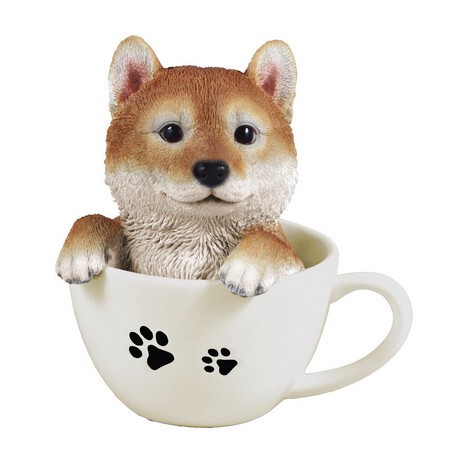 tea cup puppys