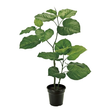 東京堂オリジナル ウンベラータ S グリーン 光触媒加工 観葉植物の商品ページ 卸 仕入れサイト スーパーデリバリー 東京堂オリジナル ウンベラータ S グリーン 光触媒加工 観葉植物の商品ページ 卸 仕入れサイト スーパーデリバリー