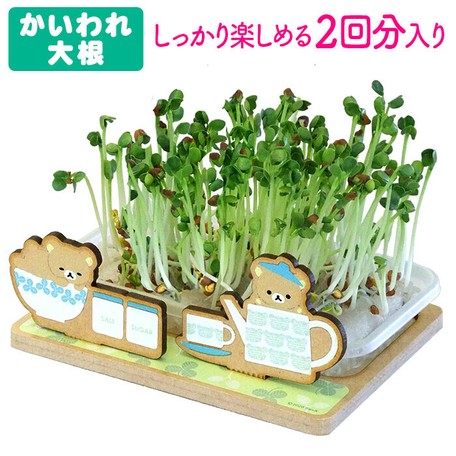 スプラウト栽培キット リラックマ かいわれ大根 の商品ページ 卸 仕入れサイト スーパーデリバリー スプラウト栽培キット リラックマ かいわれ大根 の商品ページ 卸 仕入れサイト スーパーデリバリー