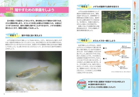 専門店が教える メダカの飼い方 改訂版 失敗しない繁殖術から魅せるレイアウト法までの商品ページ 卸 仕入れサイト スーパーデリバリー 専門店が教える メダカの飼い方 改訂版 失敗しない繁殖術から魅せるレイアウト法までの商品ページ 卸 仕入れサイト スーパーデリバリー