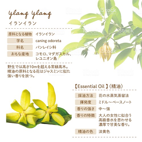 Botanical Lab アロマ 精油 エッセンシャルオイル セラピーグレード 10ml イランイラン の商品ページ 卸 仕入れサイト スーパーデリバリー