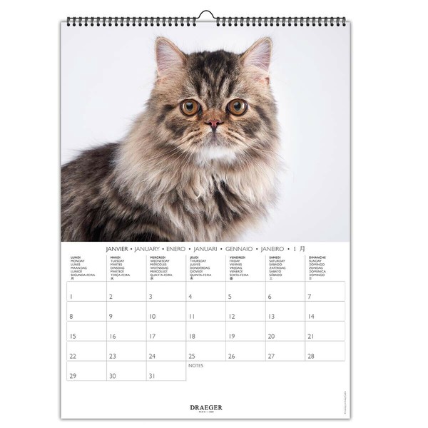 DRAEGER CATS Paris 2024 新品 カレンダーねこ 猫 ネコ 猫 カレンダーねこ 新品 ネコ DRAEGER CATS 2024 Paris（ド