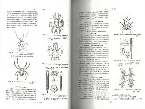 特別価格 アウトレット】 昆虫の分類 復刻版の商品ページ｜卸・仕入れ 生物学